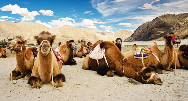 camel-safari