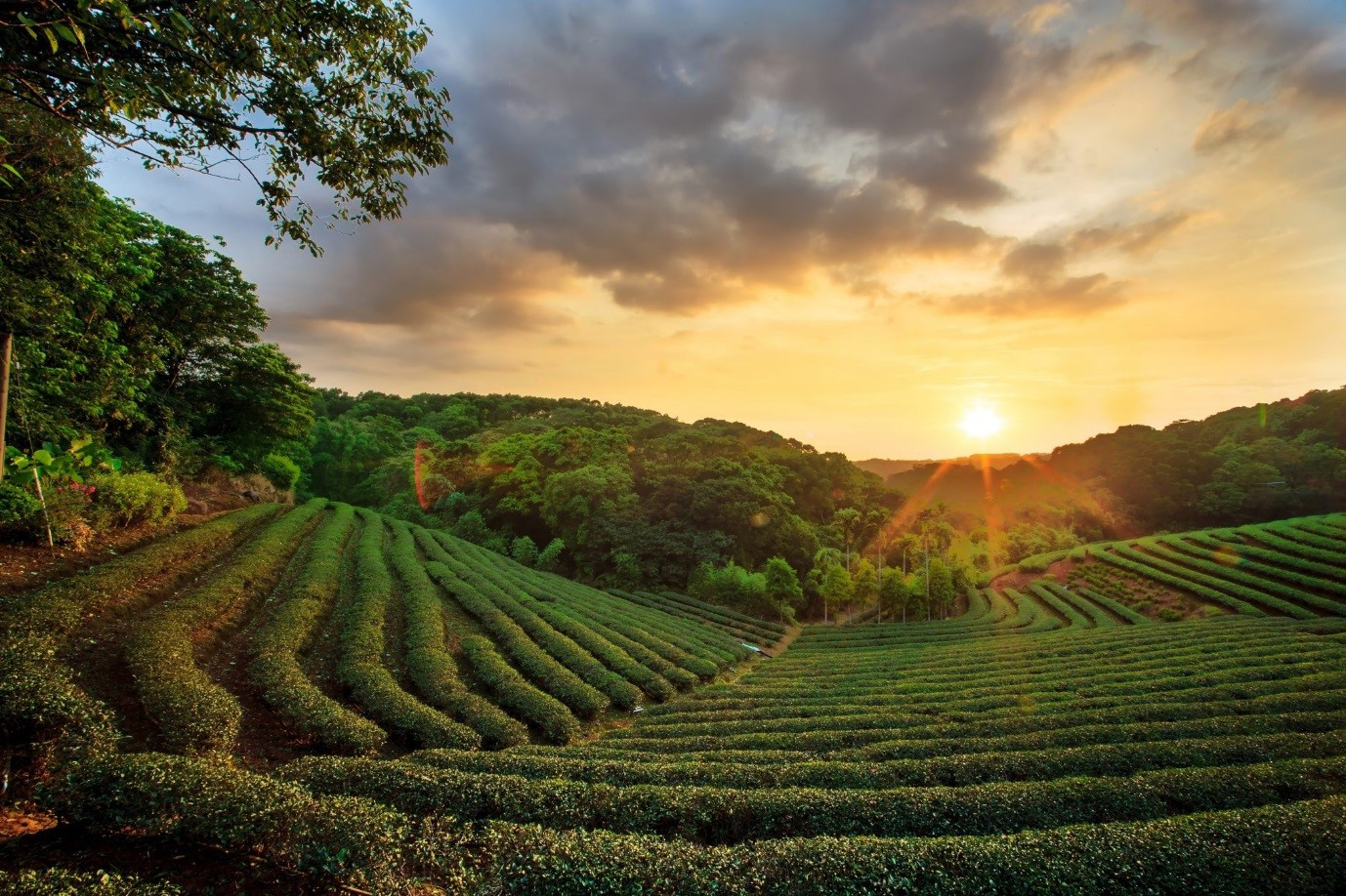 assam