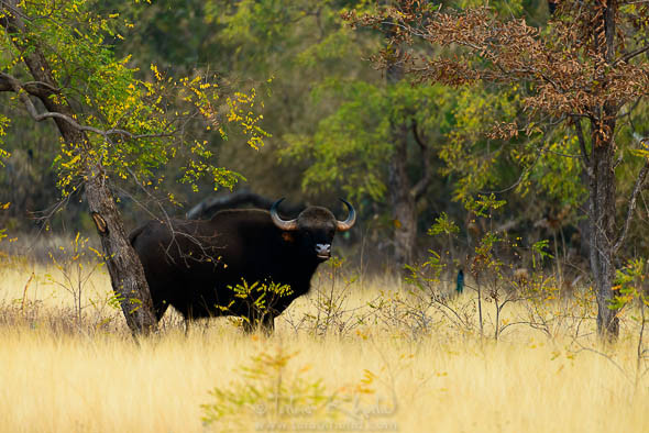gaur-tadoba-talat