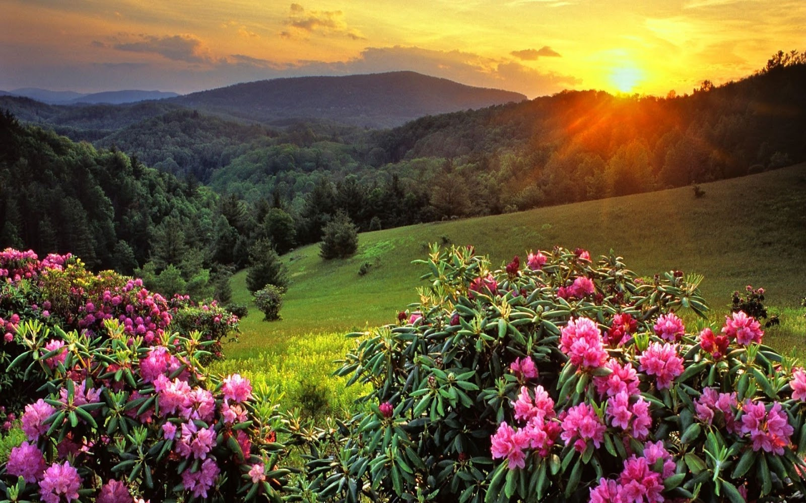 Awesome Valley HD Wallpapers3