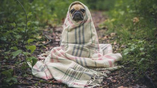 Traveling with pets?