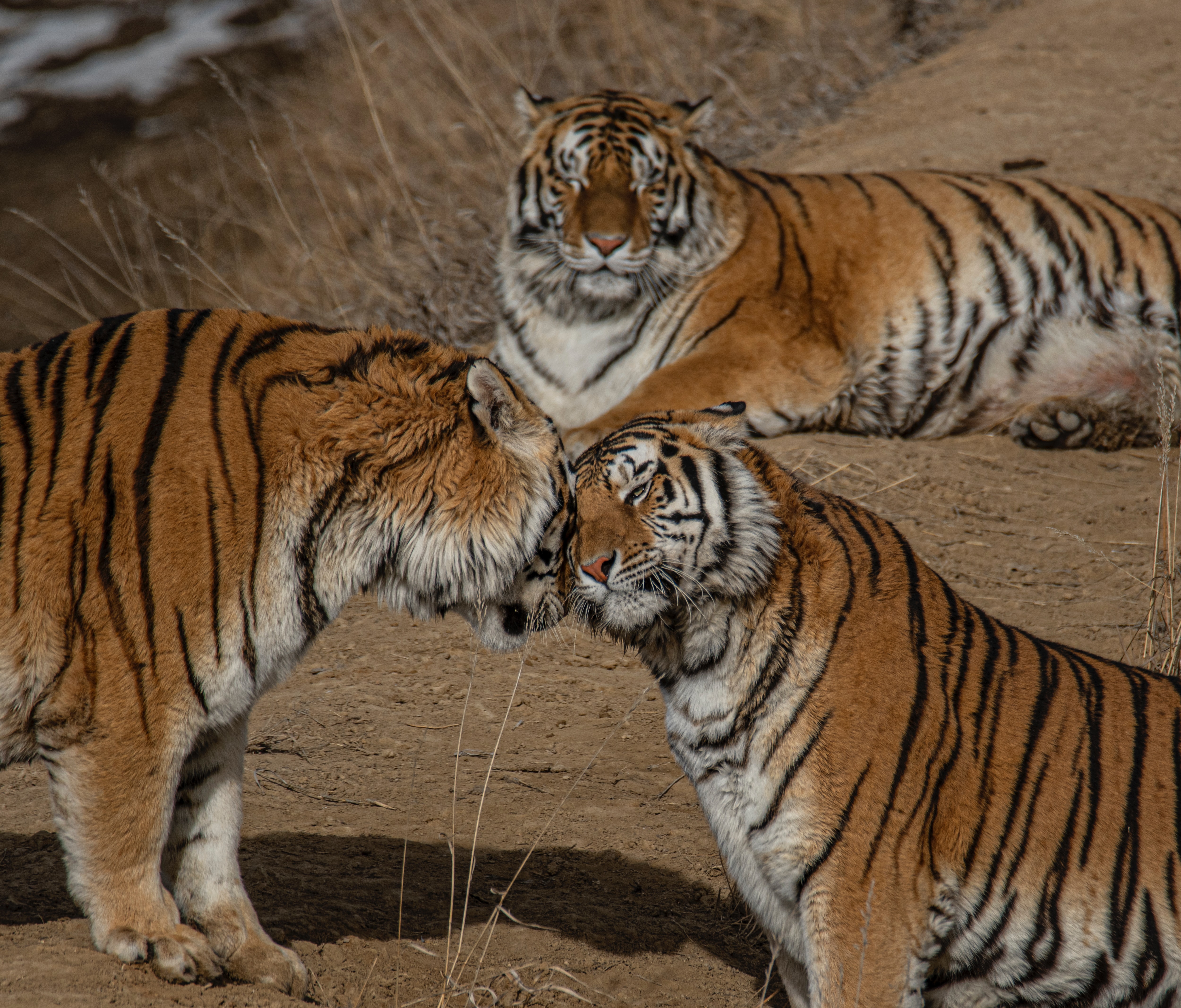 The Tadoba Guide